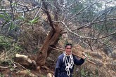 Cây đào rừng Sơn La gây sốt toàn dân chơi mấy ngày qua Cây đào rừng Sơn La gây sốt toàn dân chơi mấy ngày qua