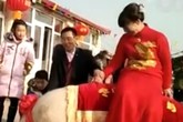 Cô dâu cưỡi lợn khổng lồ về nhà chồng Cô dâu cưỡi lợn khổng lồ về nhà chồng