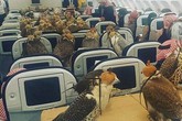 Chuyên cơ, bệnh viện dành riêng cho chim quý nhà đại gia Chuyên cơ, bệnh viện dành riêng cho chim quý nhà đại gia