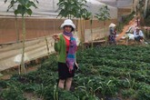 Đầu năm, nhiều du khách sập bẫy ‘vườn dâu miễn phí’ ở Đà Lạt Đầu năm, nhiều du khách sập bẫy ‘vườn dâu miễn phí’ ở Đà Lạt