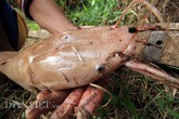 Nông dân Cần Thơ nuôi cá trê lạ, toàn thân màu hồng phấn Nông dân Cần Thơ nuôi cá trê lạ, toàn thân màu hồng phấn