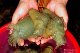 Săn 'thần dược' đàn ông, thu tiền triệu mỗi ngày Săn 'thần dược' đàn ông, thu tiền triệu mỗi ngày
