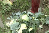 Thảm cảnh: Nông dân Hải Dương cắm biển thanh lý cả vườn rau rẻ như cho Thảm cảnh: Nông dân Hải Dương cắm biển thanh lý cả vườn rau rẻ như cho