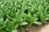 Loại rau giúp bổ sung canxi ngang sữa tươi Loại rau giúp bổ sung canxi ngang sữa tươi