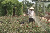 Vườn cảnh 70 tỷ tuyệt đẹp của lão nông Đồng Tháp Vườn cảnh 70 tỷ tuyệt đẹp của lão nông Đồng Tháp