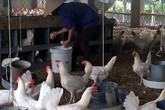 Khủng hoảng trứng gà: 1.000 đồng/quả, ế chất đống đầy nhà Khủng hoảng trứng gà: 1.000 đồng/quả, ế chất đống đầy nhà