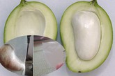 Giải mã bí ẩn quả xoài có màng cao su trong hột Giải mã bí ẩn quả xoài có màng cao su trong hột