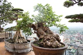 Cây ổi trăm tuổi và cuộc ngã giá tiền tỷ của vị đại gia Hà Nội Cây ổi trăm tuổi và cuộc ngã giá tiền tỷ của vị đại gia Hà Nội
