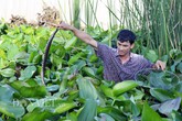 Cảnh rùng mình: Gạt đám bèo lục bình, ngàn con rắn lúc nhúc Cảnh rùng mình: Gạt đám bèo lục bình, ngàn con rắn lúc nhúc