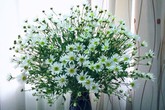 Không gian sống đẹp giản dị và tinh khôi với cúc họa mi dịu dàng đón đông Không gian sống đẹp giản dị và tinh khôi với cúc họa mi dịu dàng đón đông
