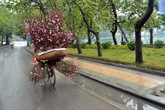 Tản mạn Tết! Tản mạn Tết!