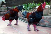 Gà Đông Tảo quý hiếm bỗng lăn ra chết hàng loạt Gà Đông Tảo quý hiếm bỗng lăn ra chết hàng loạt