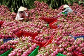 Thanh long Bình Thuận tăng giá cao kỷ lục Thanh long Bình Thuận tăng giá cao kỷ lục