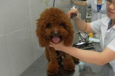 Kiểu nuôi chó sang chảnh của đại gia Việt khiến nhà nghèo cũng phải "chạnh lòng" Kiểu nuôi chó sang chảnh của đại gia Việt khiến nhà nghèo cũng phải "chạnh lòng"