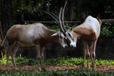Vinpearl Safari tích cực xây dựng quy chuẩn đánh giá phúc lợi động vật Vinpearl Safari tích cực xây dựng quy chuẩn đánh giá phúc lợi động vật