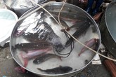 Sau Tết, 1,5 triệu đồng một con cá chép vẫn 'cháy' hàng Sau Tết, 1,5 triệu đồng một con cá chép vẫn 'cháy' hàng