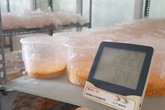 Giấu vợ, cắm sổ đỏ vì mê nuôi đông trùng hạ thảo Giấu vợ, cắm sổ đỏ vì mê nuôi đông trùng hạ thảo