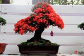 Chơi hoa Tết 2018, không thể bỏ qua những chậu bonsai siêu đẹp này Chơi hoa Tết 2018, không thể bỏ qua những chậu bonsai siêu đẹp này