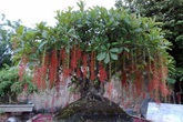 Những loại cây bạn nhất định phải rước về nhà Tết này để đón nhiều tài lộc Những loại cây bạn nhất định phải rước về nhà Tết này để đón nhiều tài lộc