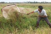 Kiếm hàng chục triệu dễ như chơi mỗi tháng chỉ nhờ đi vợt châu chấu về bán Kiếm hàng chục triệu dễ như chơi mỗi tháng chỉ nhờ đi vợt châu chấu về bán