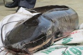 Cá trê “thủy quái” trên 10 kg/con - “Nhìn đã thấy sợ, nói chi ăn” Cá trê “thủy quái” trên 10 kg/con - “Nhìn đã thấy sợ, nói chi ăn”
