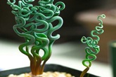 10 loại cây cảnh "đẹp - độc - lạ" mà ít người biết đến 10 loại cây cảnh "đẹp - độc - lạ" mà ít người biết đến