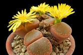 Phát sốt với loại cây cảnh mini như viên sỏi ra hoa rực rỡ, tha hồ để bàn làm việc Phát sốt với loại cây cảnh mini như viên sỏi ra hoa rực rỡ, tha hồ để bàn làm việc