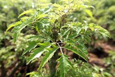 Lá đinh lăng và những bài thuốc chữa bệnh, làm đẹp cực hay Lá đinh lăng và những bài thuốc chữa bệnh, làm đẹp cực hay