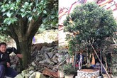 Đại gia cõng bao tải tiền, đổi ô tô tiền tỷ mua 4 cây mộc hương trăm tuổi Đại gia cõng bao tải tiền, đổi ô tô tiền tỷ mua 4 cây mộc hương trăm tuổi