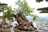 Đại gia Việt vung triệu đô mua cây ổi, cây sung, cây tùng để chứng tỏ độ "ngông" không ai bằng Đại gia Việt vung triệu đô mua cây ổi, cây sung, cây tùng để chứng tỏ độ "ngông" không ai bằng