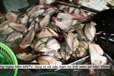 "Chợ nào chả có cá chết" và sự thật đằng sau những bát bún cá, chả cá thơm lừng mê hoặc "Chợ nào chả có cá chết" và sự thật đằng sau những bát bún cá, chả cá thơm lừng mê hoặc