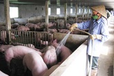 Tư duy “ăn xổi ở thì” Tư duy “ăn xổi ở thì”