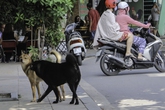 Hà Nội: Không mất tiền thì mất chó nếu cứ… thả rông Hà Nội: Không mất tiền thì mất chó nếu cứ… thả rông