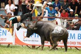 Hải Phòng: Giới săn trâu chọi phản bác thông tin cho trâu dùng chất kích thích Hải Phòng: Giới săn trâu chọi phản bác thông tin cho trâu dùng chất kích thích