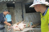 Chủ trại lợn kêu cứu, người tiêu dùng vẫn thiệt Chủ trại lợn kêu cứu, người tiêu dùng vẫn thiệt
