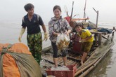 Nhọc nhằn nghề vớt sứa biển Nhọc nhằn nghề vớt sứa biển
