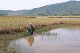 Thanh Hóa: Sông Nhơm bị chặn dòng, hàng chục hecta lúa ngập úng Thanh Hóa: Sông Nhơm bị chặn dòng, hàng chục hecta lúa ngập úng