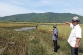 Huyện Nông Cống (Thanh Hóa): Dân nghèo mòn mỏi chờ tiền hỗ trợ lúa ngập úng Huyện Nông Cống (Thanh Hóa): Dân nghèo mòn mỏi chờ tiền hỗ trợ lúa ngập úng