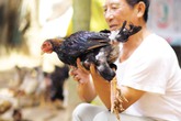 Bí ẩn giống gà miễn nhiễm với nhiều loại dịch Bí ẩn giống gà miễn nhiễm với nhiều loại dịch