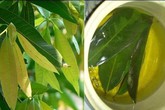 Lá xoài non, mướp đắng có chữa được tiểu đường? Lá xoài non, mướp đắng có chữa được tiểu đường?
