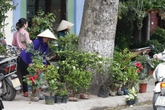 Lộn xộn chợ hoa, cây cảnh trên phố Hoàng Hoa Thám Lộn xộn chợ hoa, cây cảnh trên phố Hoàng Hoa Thám