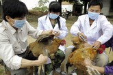 Dịch cúm A/H7N9 đang tiến sát biên giới: Văn phòng đáp ứng khẩn cấp dịch bệnh nhóm họp Dịch cúm A/H7N9 đang tiến sát biên giới: Văn phòng đáp ứng khẩn cấp dịch bệnh nhóm họp