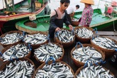 Hải sản ở 4 tỉnh miền Trung đã hoàn toàn an toàn Hải sản ở 4 tỉnh miền Trung đã hoàn toàn an toàn