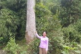 Chuyện đời người bảo vệ 20 cây nghiến nghìn năm tuổi Chuyện đời người bảo vệ 20 cây nghiến nghìn năm tuổi