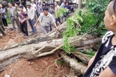 Đại gia trúng đấu gỗ sưa ở Bắc Ninh bất ngờ kêu… lỗ Đại gia trúng đấu gỗ sưa ở Bắc Ninh bất ngờ kêu… lỗ