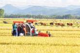 Gặt lúa cũng có “bảo kê” Gặt lúa cũng có “bảo kê”