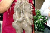Những loại rau củ quả mang hình dáng con người, nhạy cảm đến phát ngượng Những loại rau củ quả mang hình dáng con người, nhạy cảm đến phát ngượng
