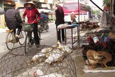 Đề nghị nâng mức cảnh báo với dịch cúm A/H7N9 Đề nghị nâng mức cảnh báo với dịch cúm A/H7N9