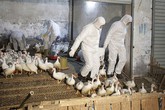Khả năng dịch cúm A/H7N9 từ Trung Quốc xâm nhập Việt Nam rất cao Khả năng dịch cúm A/H7N9 từ Trung Quốc xâm nhập Việt Nam rất cao