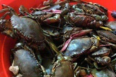 Mua 2,7 kg cua, “gánh” 1 kg… giẻ rách Mua 2,7 kg cua, “gánh” 1 kg… giẻ rách